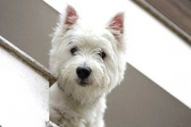 West Highland White Terrier westie Dog about Pets North Yorkshire Zara Recreation Breeds